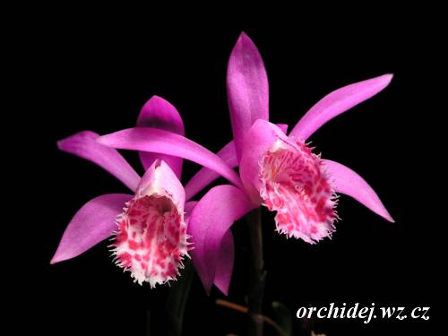 Pleione limprichtii